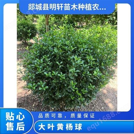 大叶黄杨球 生长适温20 常绿 扦插 株高1.2m-3m 冠幅1.2-2.5-3.5m 精球