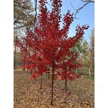 观叶 秋火焰 红冠 红点 绿化工程 露地 12-18-20-25cm 美国红枫