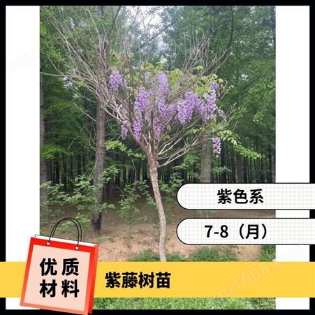 规格 1 3 5 8 15公分紫藤树苗 紫气东来 主蔓长度1-5.5（m） 观叶、观花
